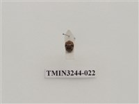 藏品(茄二十八星瓢蟲)的圖片